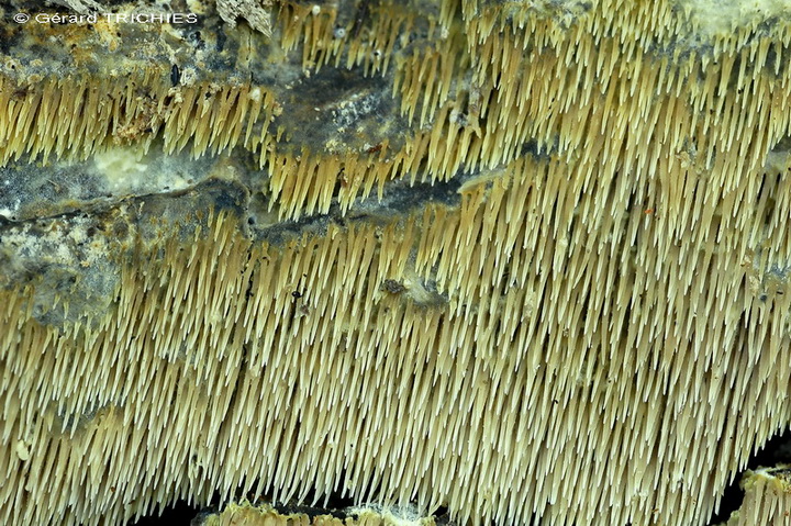 Forse Schizopora paradoxa? - foto 3343 (Phlebia aurea)